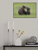 Tussle of Twins Poster och Canvastavla