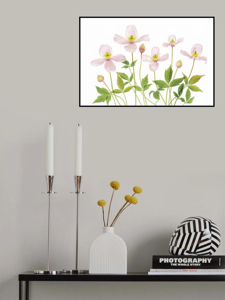 Clematis Poster och Canvastavla