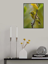 Japanese white eye Poster och Canvastavla