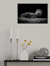 Otter Poster och Canvastavla