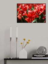 colorful tulips Poster och Canvastavla