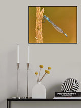 Damsel Poster och Canvastavla