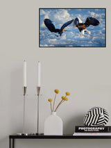 Stellar  sea  Eagle Poster och Canvastavla