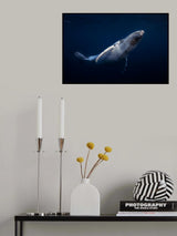 Humpback Whale Poster och Canvastavla