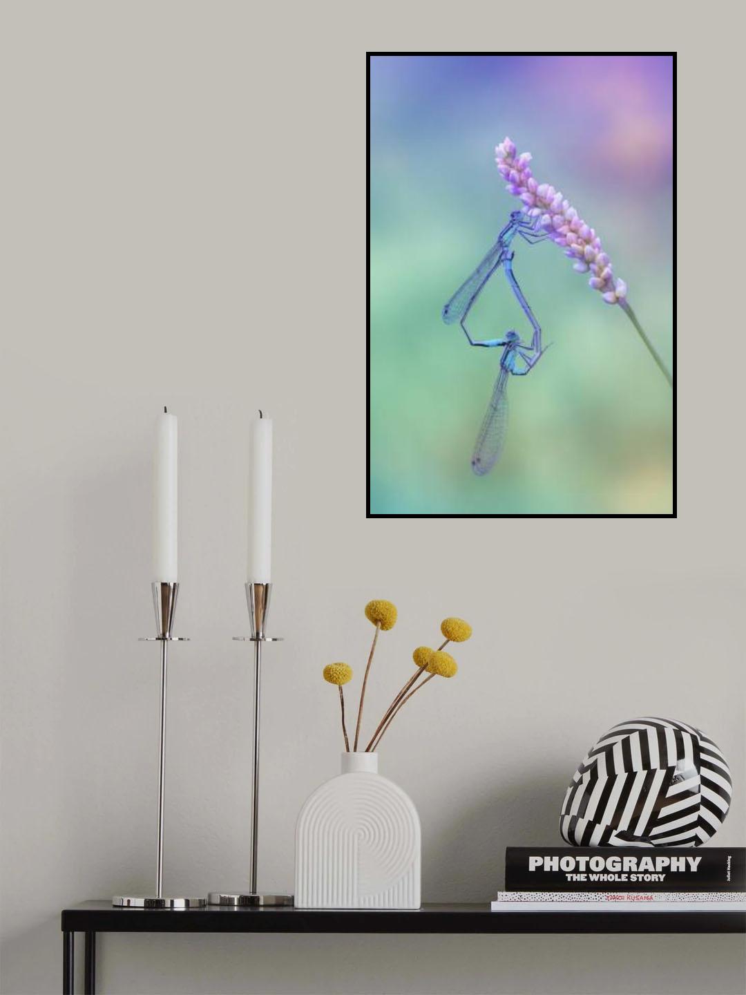 Common Blue in love Poster och Canvastavla