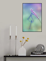 Common Blue in love Poster och Canvastavla