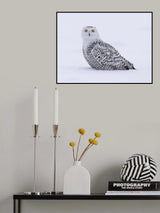 What? Poster och Canvastavla