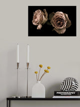 Roses Poster och Canvastavla