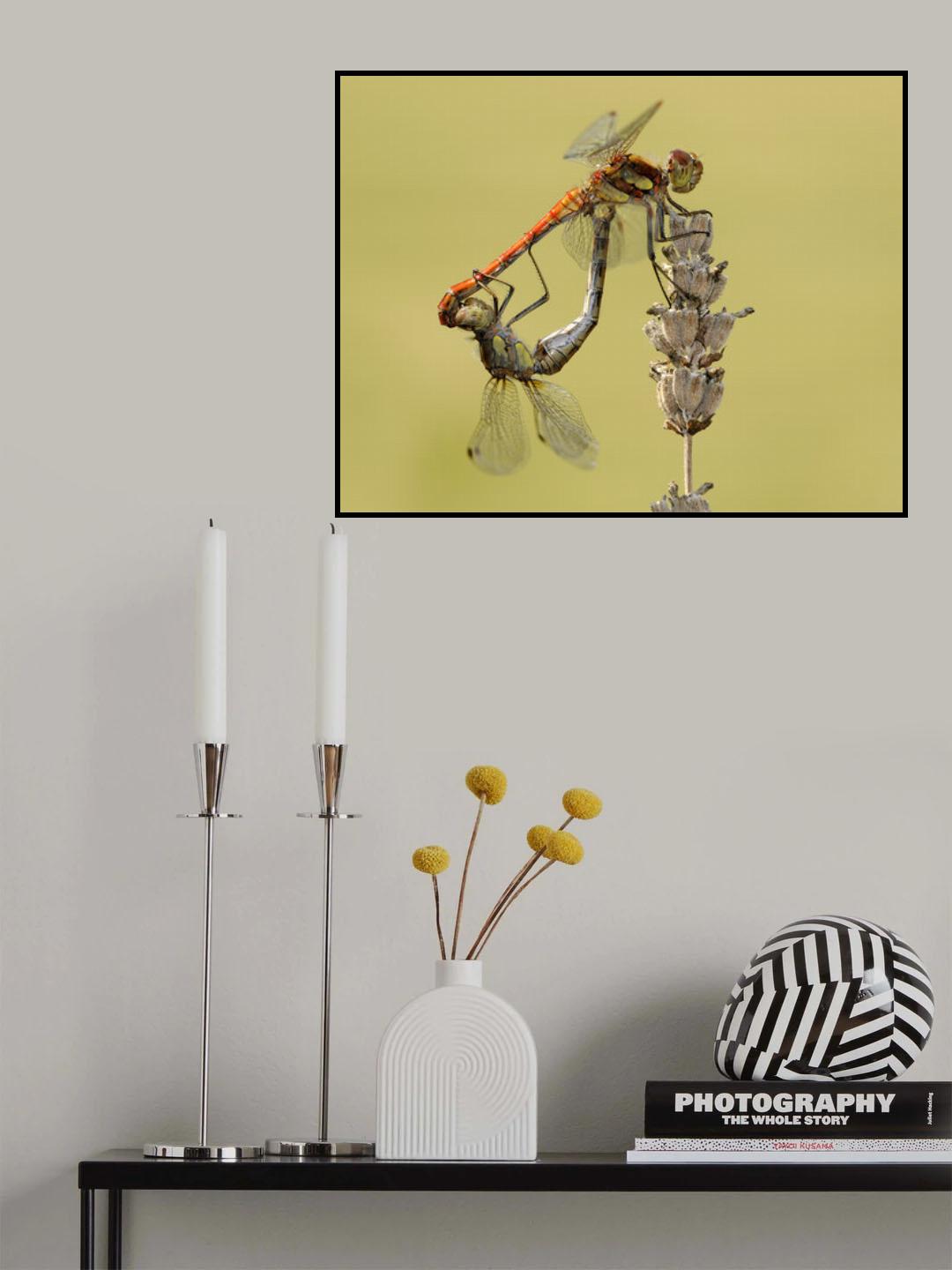 Balance Poster och Canvastavla