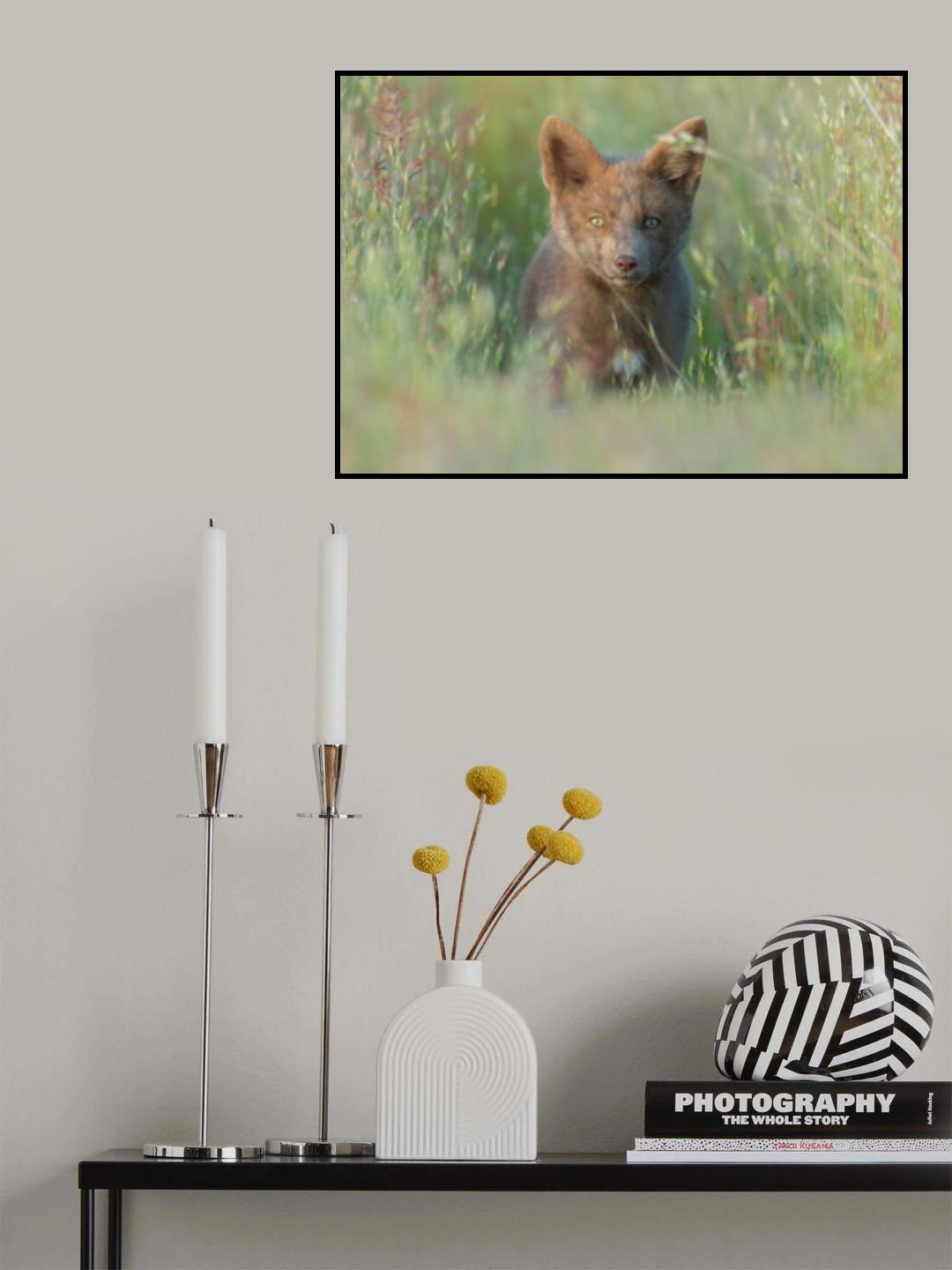 Red Fox Kit Poster och Canvastavla
