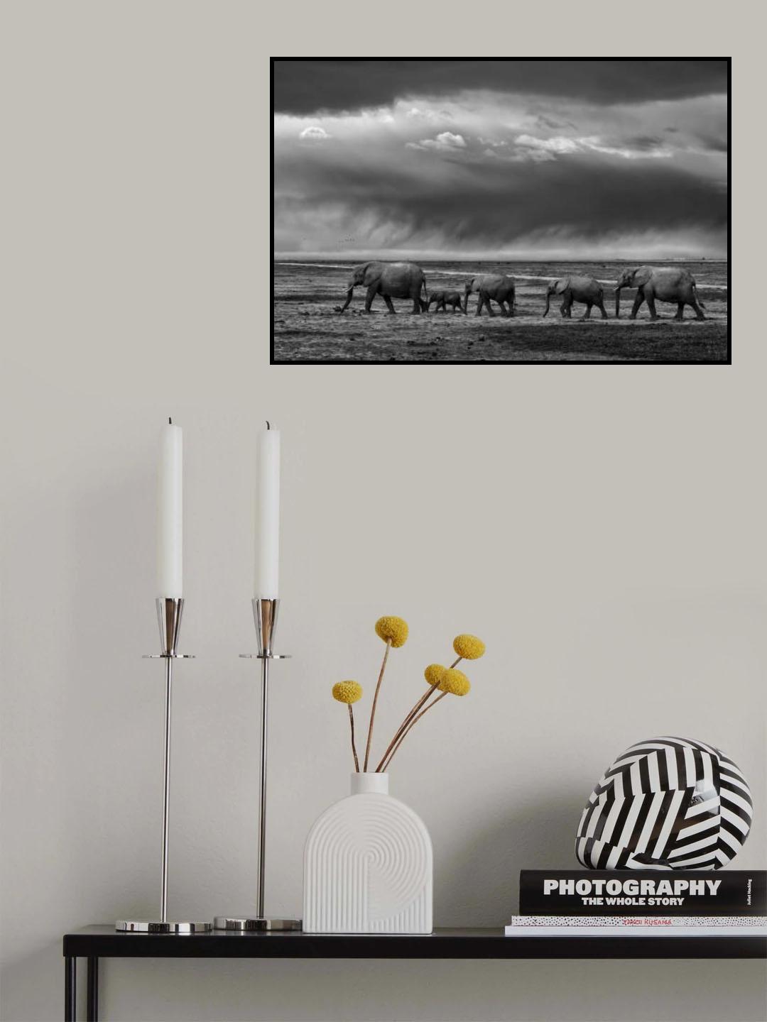 Elephant migration Poster och Canvastavla