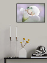 White's Tree Frog on a White Lily Poster och Canvastavla