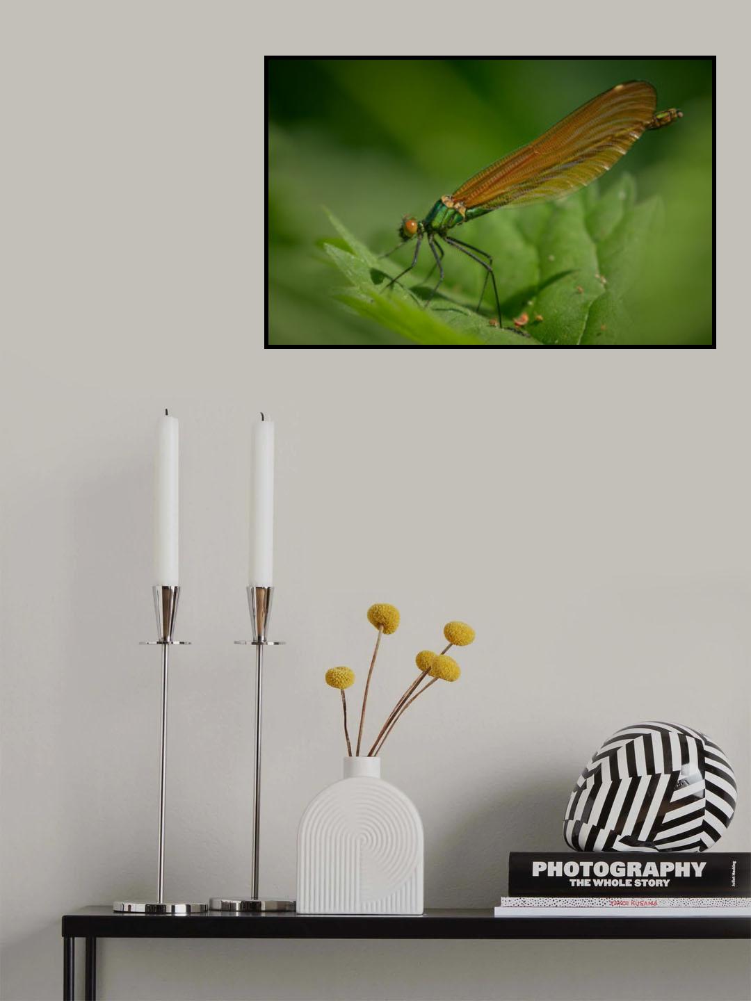 Female Beautiful Demoiselle Poster och Canvastavla