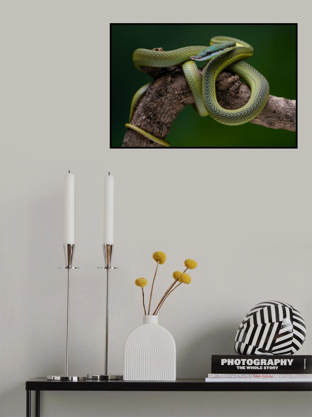 green snake Poster och Canvastavla