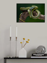 green snake Poster och Canvastavla
