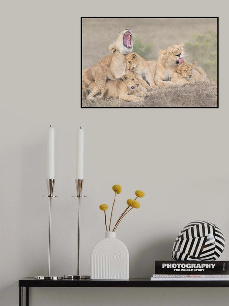 Lion's family Poster och Canvastavla