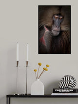 Gelada portrait Poster och Canvastavla