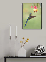 Bells Poster och Canvastavla