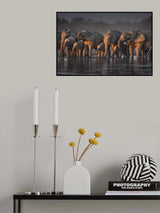 Elephants Poster och Canvastavla