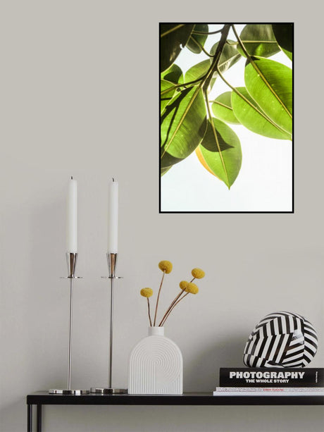 Lime Light Poster och Canvastavla