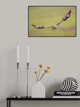 Long-legged Buzzard Poster och Canvastavla