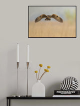 owl Poster och Canvastavla