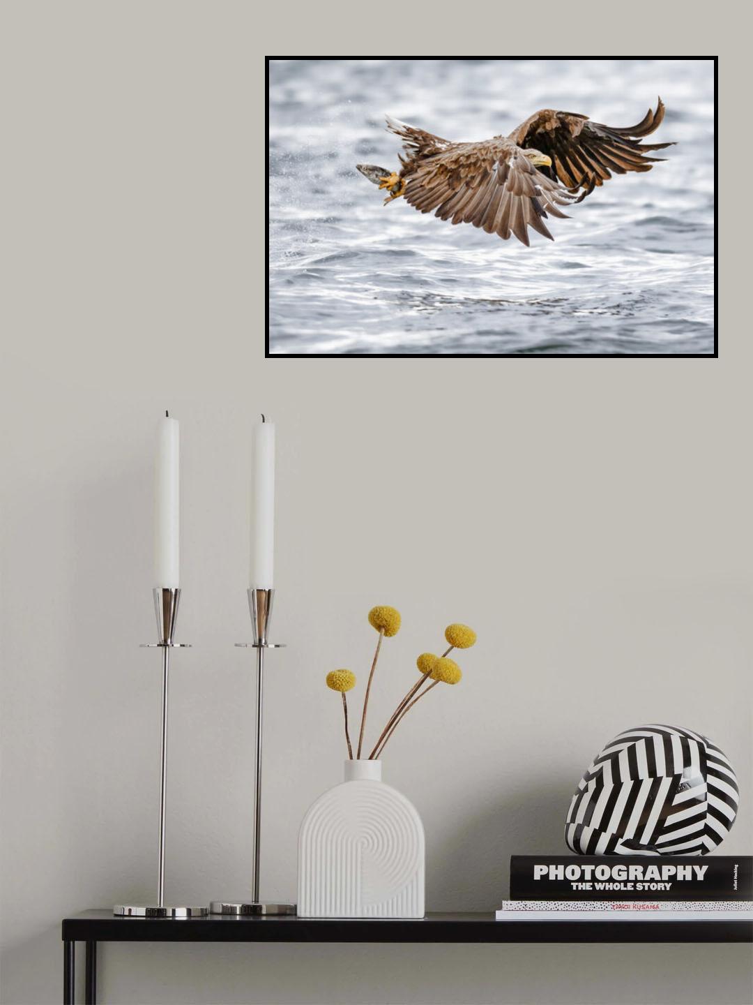 The sea eagle-Recolonisating Scotland Poster och Canvastavla