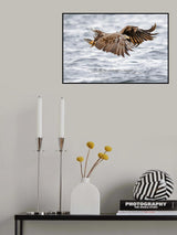 The sea eagle-Recolonisating Scotland Poster och Canvastavla