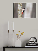 Great Woodpecker Poster och Canvastavla