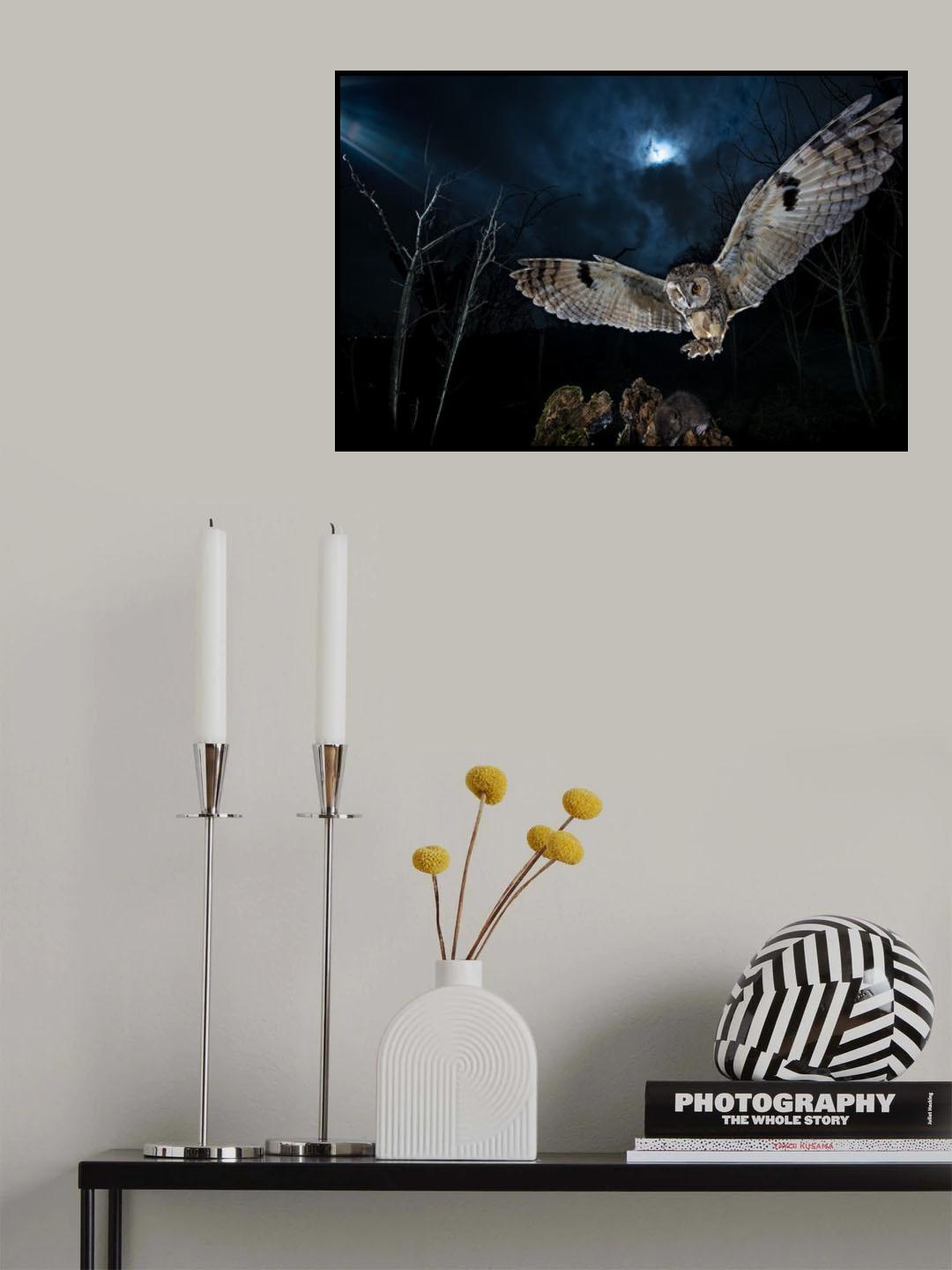 Long eared owl Poster och Canvastavla