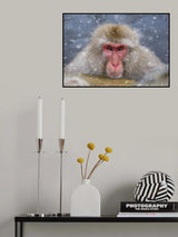 Eye Contact Poster och Canvastavla