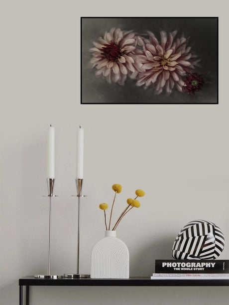 Dahlia family Poster och Canvastavla