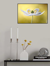 Wood Anemone Poster och Canvastavla