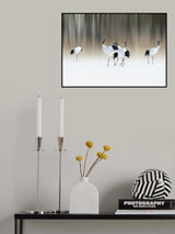 Red-crested white cranes Poster och Canvastavla