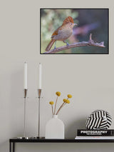 Straited laughingthrush Poster och Canvastavla