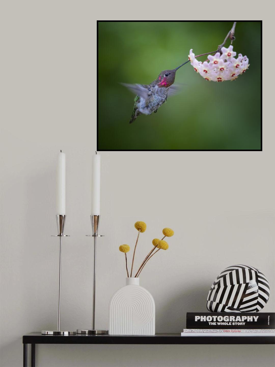 A Hoya Lover Poster och Canvastavla