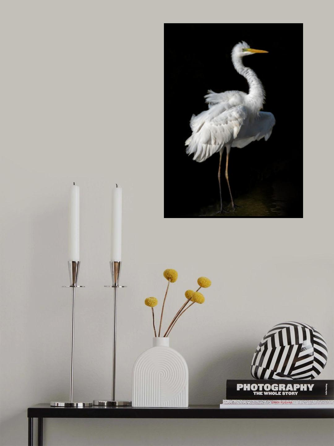 Ardea alba Poster och Canvastavla
