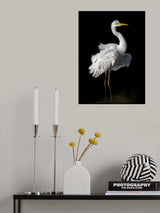 Ardea alba Poster och Canvastavla