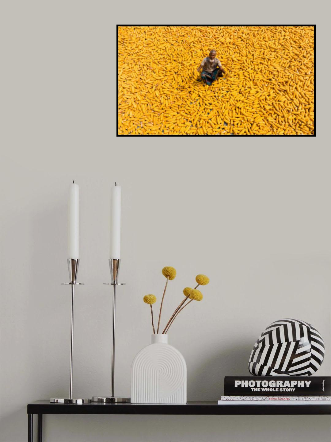 Maize Poster och Canvastavla