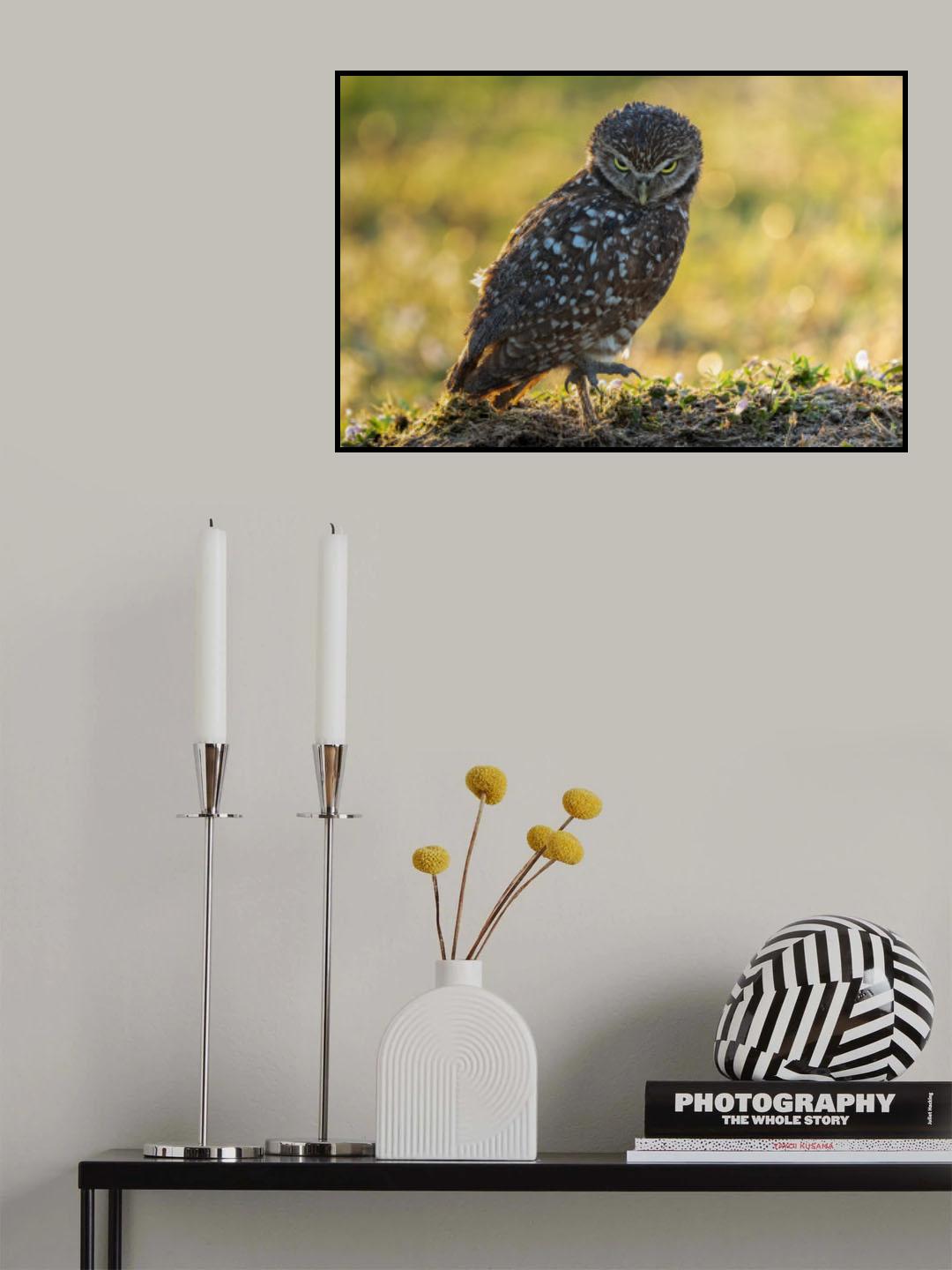 angry eyes Poster och Canvastavla