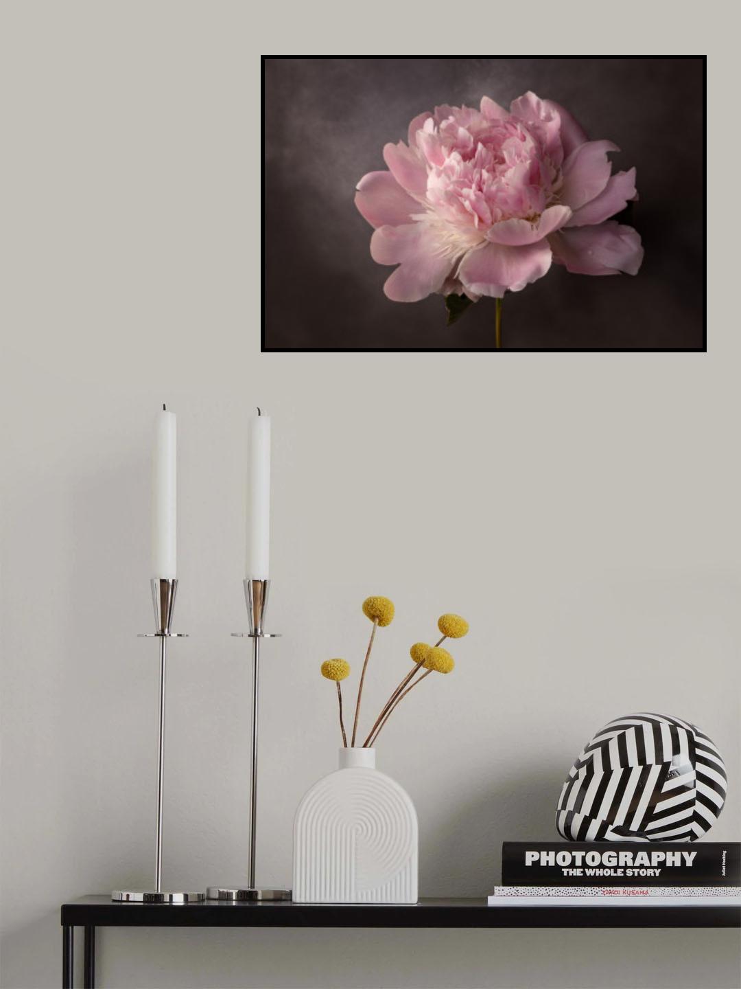 Peony Poster och Canvastavla
