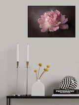 Peony Poster och Canvastavla