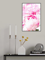 Pink peony X Poster och Canvastavla