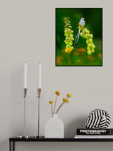 Scissor-tailed Flycatcher and Flowers Poster och Canvastavla