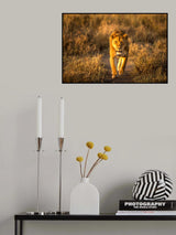 A Lion in the morning glow Poster och Canvastavla