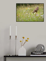Spring buzzard Poster och Canvastavla
