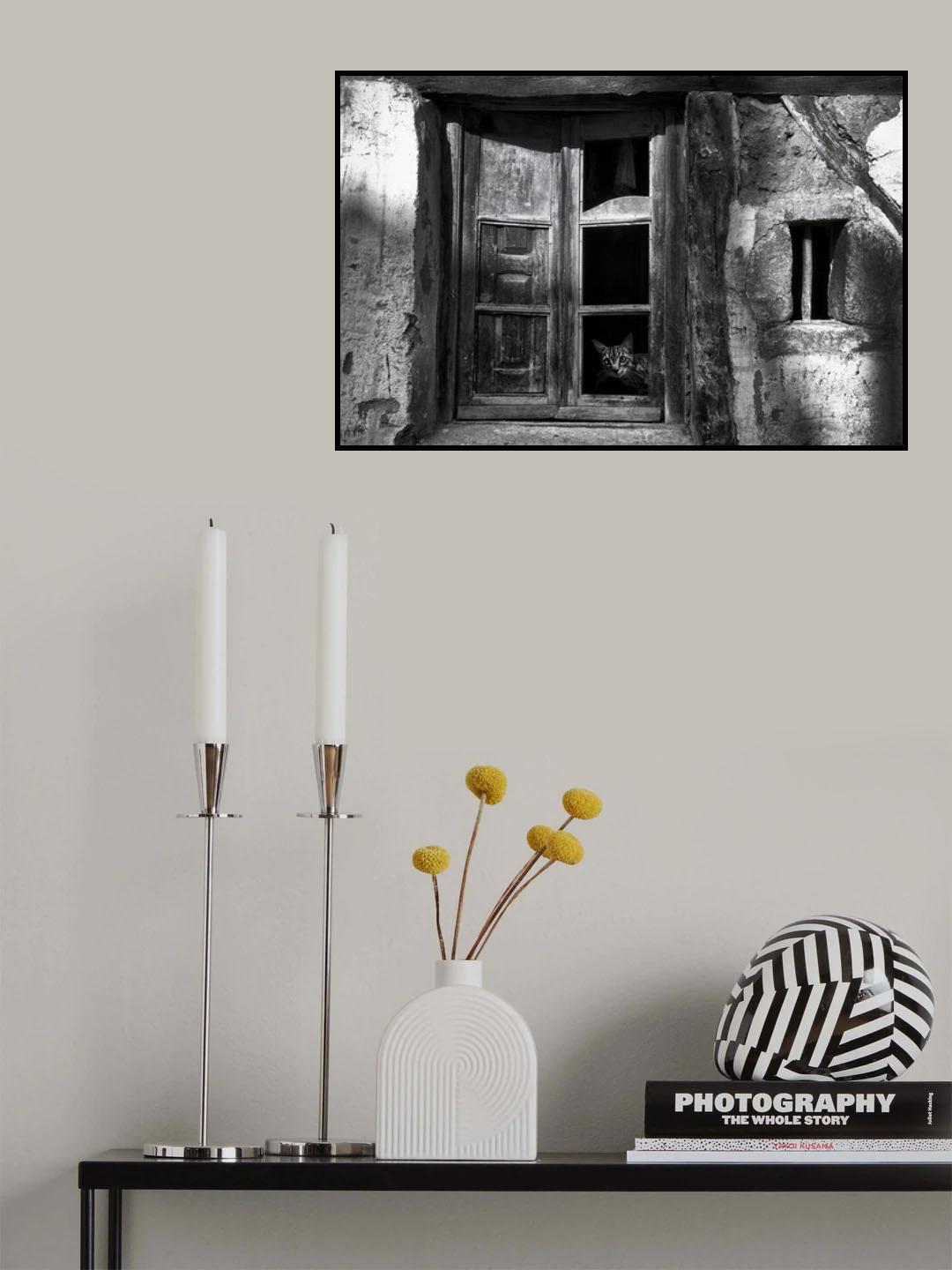 A curious cat Poster och Canvastavla
