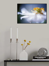 Anemone 1 Poster och Canvastavla
