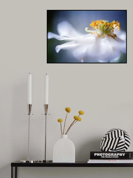 Anemone 1 Poster och Canvastavla