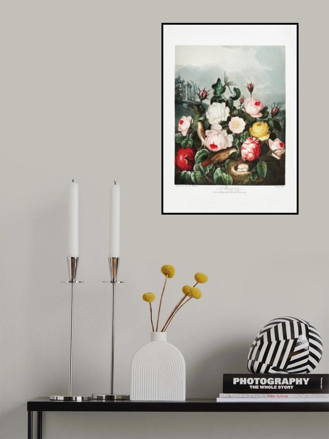 Roses from The Temple of Flora (1807) Poster och Canvastavla
